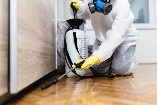 Best Wasp Removal Services  in Proctor, MN