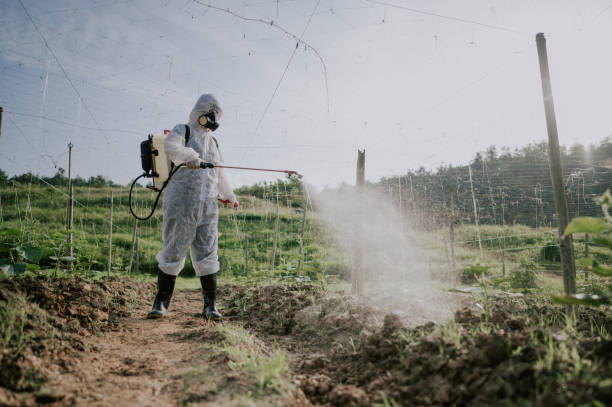 Best Termite Control Services  in Proctor, MN